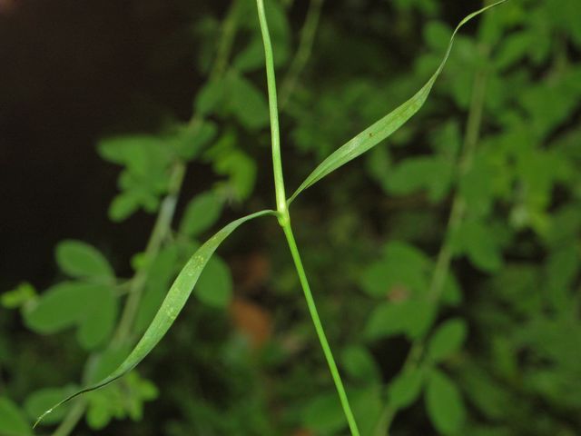 Dianthus seguierii / Garofano di Seguier